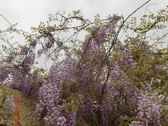 CIMG1649-苏州太湖西山岛开心农场