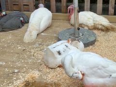 -广州长隆国际大马戏