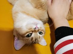 -藏猫猫咖啡主题馆(中央大道店)