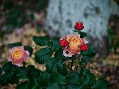 -苏州河梦清园环保主题公园