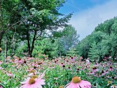 -黑龙江省森林植物园