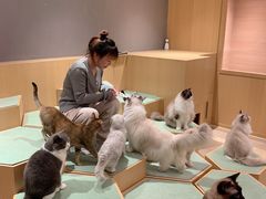 -CAT’S MEWSTAR CAFE·喵星球猫屋(晴湾咖啡店)
