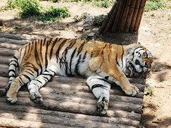 -大连森林动物园