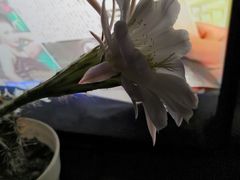 -中环花鸟鱼虫市场