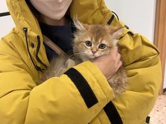 -萌兽医馆·绝育·24小时内科·宠物医院(德胜店)