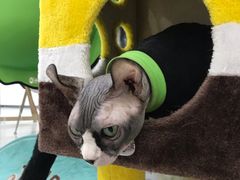 -糯米喵星人·撸猫猫舍咖啡馆(西市场嘉华店)