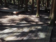 -武陵山森林公园