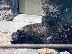 -海合安成都极地海洋公园