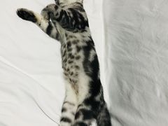 -翊宠yipet猫狗购宠庄园犬舍•猫舍