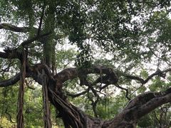 -小洲村