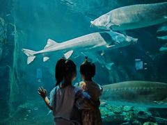 -华夏文旅海洋公园