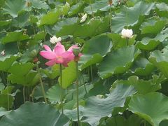 -四川大学(华西校区)