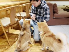 -柴务处·柴犬主题狗咖