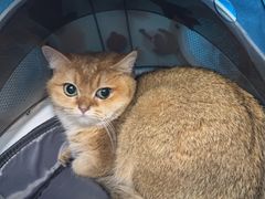 -芭比堂宠物医院·全科爱猫医院·仁德分院
