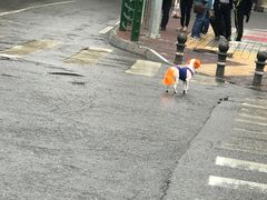 -德禄酸奶(莫家街店)