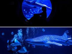 -烟台海昌鲸鲨海洋公园