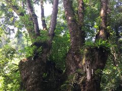 -莫里热带雨林景区