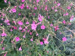 -东方体育中心(地铁站)