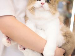 -momokira米努特·德文卷毛猫·棉花面纱犬