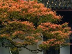 -虎跑公园