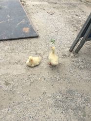 -Z.F私人订制