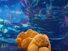 -迪拜帆船酒店海底餐厅