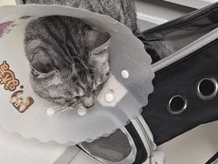 -达爱动物医院·犬猫分区·CT·复杂眼科(远洋山水分院)