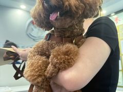-博特宠物医院24h犬猫全科.骨科·异宠