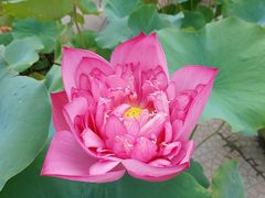 -莲花池公园
