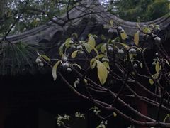 -秋霞圃