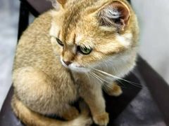 -猫小院猫主题餐厅(南锣旗舰店)