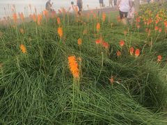 -野狸岛