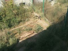 -新疆天山野生动物园