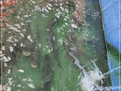 -溪悦渔庄(九龙湖店)