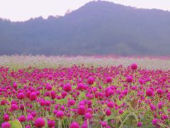 -径山花海
