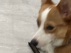 -福懋动物医院·犬猫全科·外科·重症科(杏林分院)