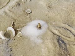 -红树林天天赶海