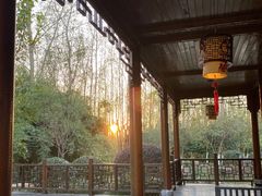 -合肥滨湖国家森林公园