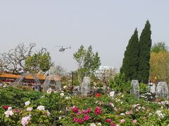 -曹州百花园