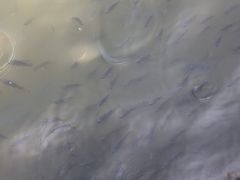 -珠海圆明新园