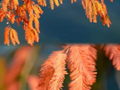 -中国科学院华南植物园