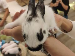 -浣熊柯尔鸭土拨鼠·电玩咖