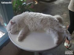 -Babycat私家御饼屋(龙头路一店)