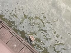 -海珠湖公园