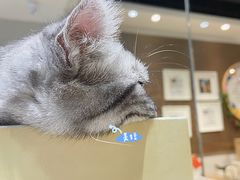 -藏猫猫咖啡主题馆(中央大道店)