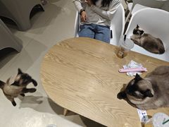 -藏猫猫咖啡主题馆(中央大道店)