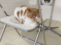 -怪兽屋·羊驼·猫咖·狗咖(俊华广场店)