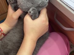 -创凡宠物医院·骨专科  猫科中心(西乡分院)