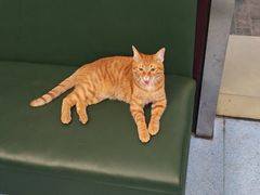 -顺强宠物诊所·狂犬免疫·夜诊·骨科(嘉定店)