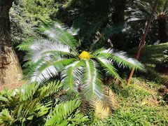 -深圳仙湖植物园